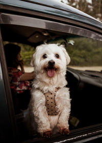 Portrait of dog sticking out tongue looking out a van window