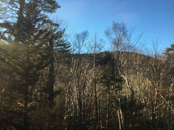 Low angle view of trees against sky