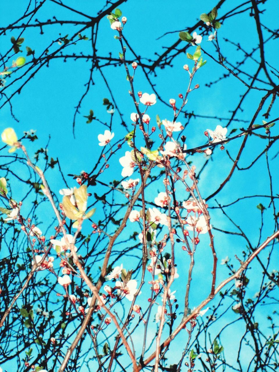 LOW ANGLE VIEW OF BERRIES ON TREE AGAINST BLUE SKY