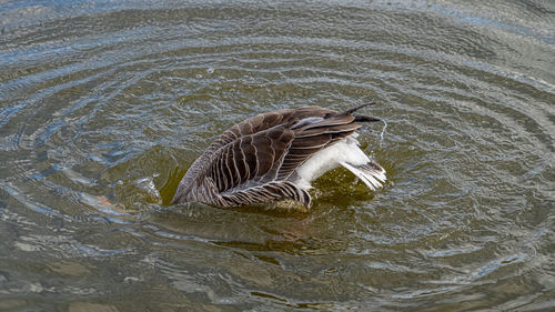 High angle view of bird swimming in lake