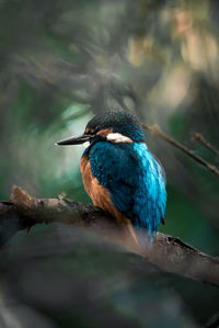 Close-up of bird perching on branch