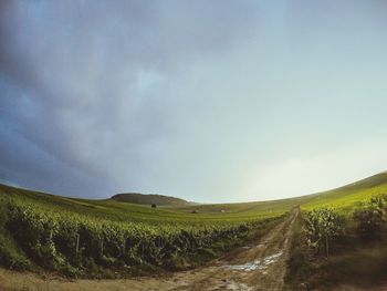 Scenic view of field against sky