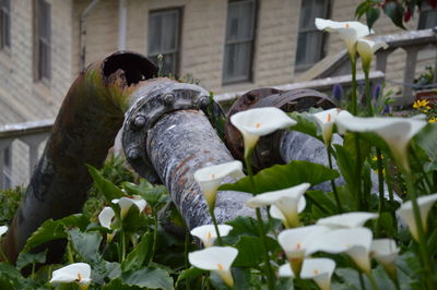 View of statue by flowers