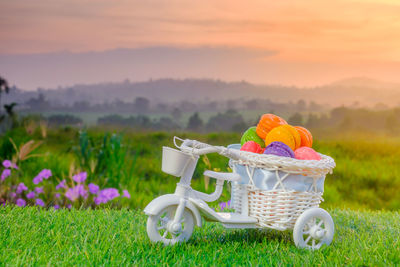 Flowers in basket on field against sky during sunset