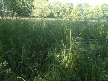 plant