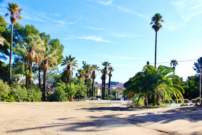 Palm trees on street against sky