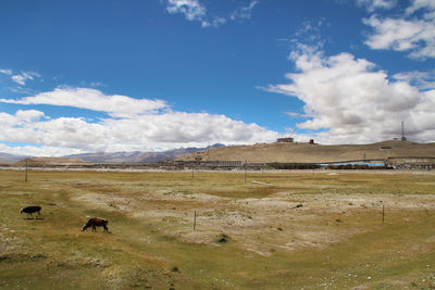 View of w himalayan mountains and tibetan village with yaks