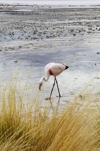 Panoramic view of lagoon laguna de canapa with flamingo at uyuni in bolivia,south america