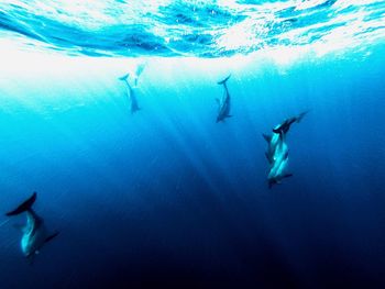 Fishes swimming in sea