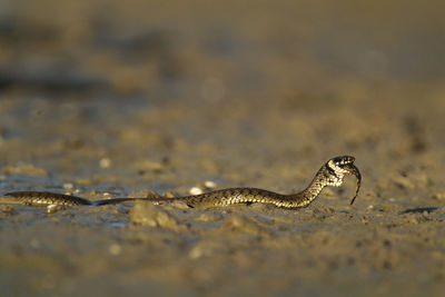 Grass snake eating a fish in kopacki rit, croatia