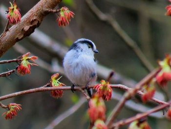 Close-up of bird perching on twig