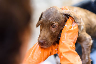 Nova scotia duck tolling retriever puppy soaping and washing on bucket by old woman owner in house