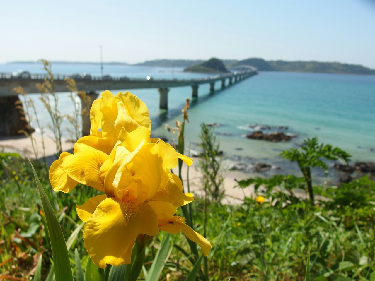 flower, water, yellow, fragility, freshness, plant, beauty in nature, focus on foreground, petal, nature, growth, close-up, flower head, tranquility, blooming, sea, day, tranquil scene, no people, outdoors