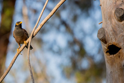 Low angle view of bird perching on tree