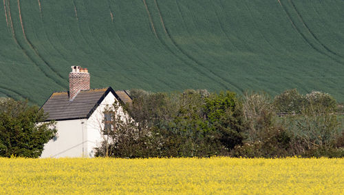 Scenic view of agricultural field by buildings