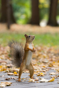 Squirrel on a field