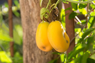 Close-up of fruits on tree