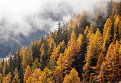 Orange autumn larch trees forest with fog above