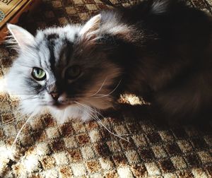 Close-up portrait of a cat