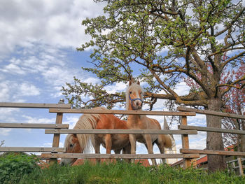 View of horse in ranch against sky