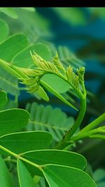 Close-up of green leaves