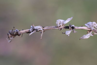 Close-up of dry plant