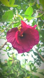 Close-up of red hibiscus flower