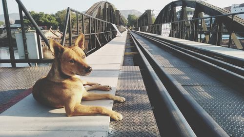 View of a dog resting on bridge