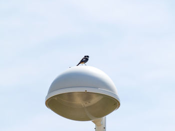 Low angle view of bird perching against sky