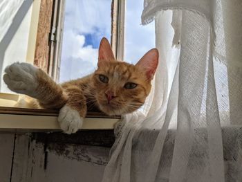 Portrait of cat by window