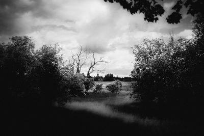 Trees on field against sky