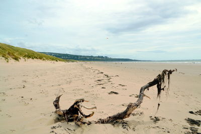 Scenic view of driftwood on beach against sky