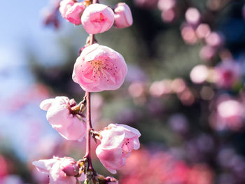 Close-up of pink flowers blooming on tree