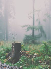 Close-up of tree trunk in forest