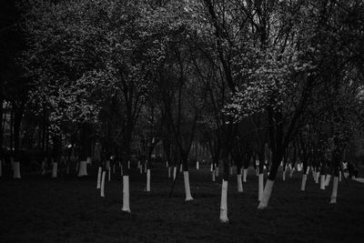 Trees in cemetery