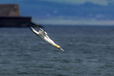 Gannet like an arrow