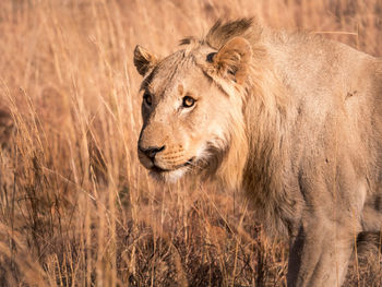 Lion walking on field