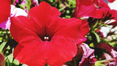 Close-up of red flowering plant