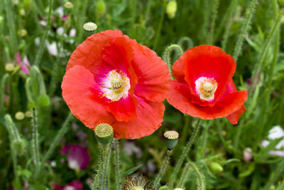 Close-up of red poppy flower