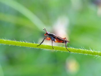 Close-up of insect on plant