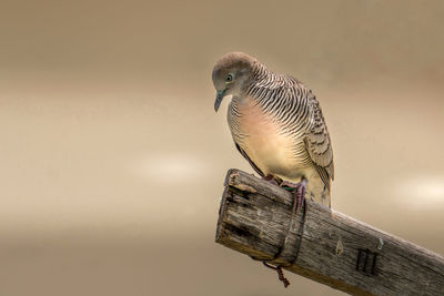 Close-up of bird perching on wooden post against sky