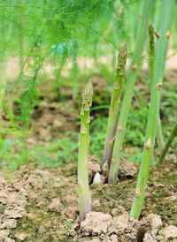 Close-up of crops on field