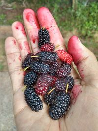 Close-up of hand holding berries