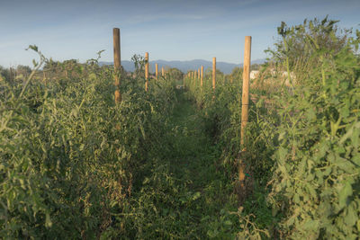 Plants growing on field against sky