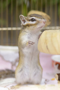 Close-up of a squirrel eating