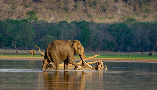 Elephants in lake