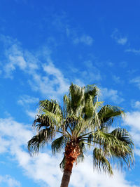 Low angle view of coconut palm tree against blue sky