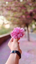 Close-up of hand holding pink flower