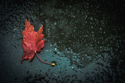High angle view of raindrops on maple leaves during rainy season