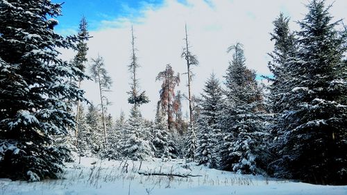 Snow covered pine trees against sky during winter